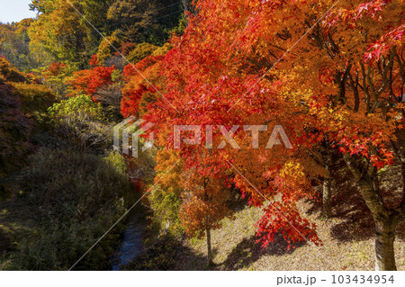 燃えるもみじ 紅葉 燃えるもみじ 紅葉 103434954