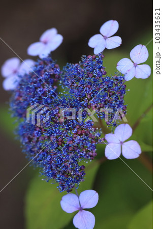 アジサイ 1086 アジサイ 1086 103435621