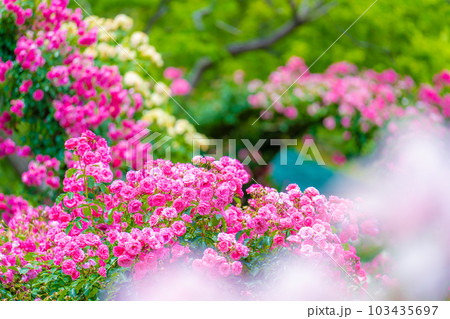 初夏の京成バラ園 103435697