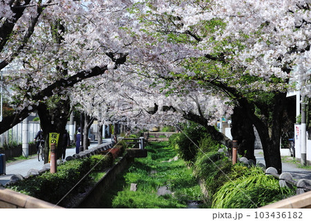 吞川緑道の桜　呑川親水公園 103436182