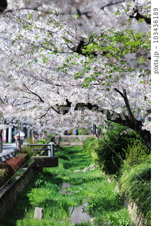 吞川緑道の桜 呑川親水公園 吞川緑道の桜 呑川親水公園 103436189