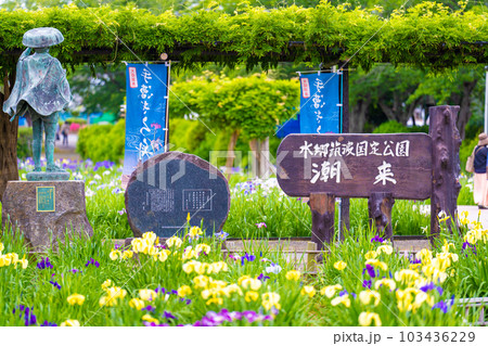 潮来あやめ園 潮来あやめ園 103436229
