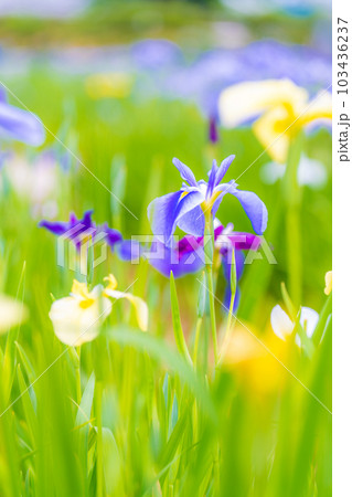 潮来あやめ園 103436237