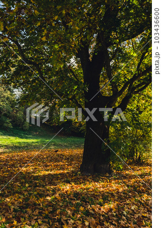 Colorful falling autumn leaves. View through the autumn foliage in park forest. Golden tree leaves. Beautiful tree with yellow leaves in autumn forest. Path littered with autumn leaves 103436600