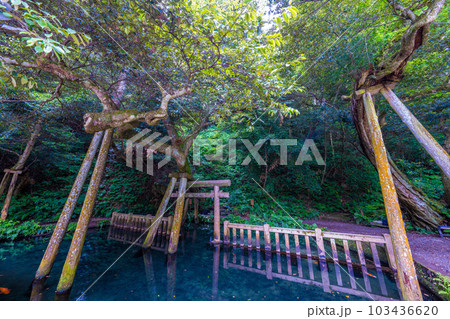 鹿島神宮御手洗池 鹿島神宮御手洗池 103436620