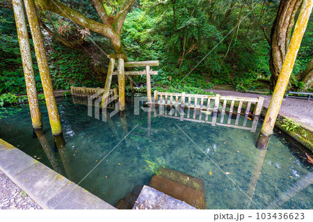 鹿島神宮御手洗池 鹿島神宮御手洗池 103436623