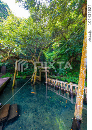 鹿島神宮御手洗池 鹿島神宮御手洗池 103436624