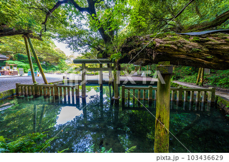 鹿島神宮御手洗池 103436629