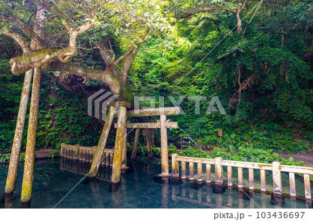 鹿島神宮御手洗池 103436697