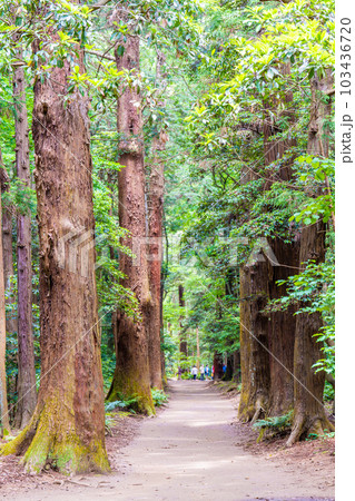 鹿島神宮参道 103436720