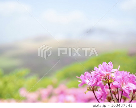 阿蘇 草千里 登山 キリシマ ミヤマキリシマ 山頂 山頂からの風景 絶景 阿蘇 草千里 登山 キリシマ ミヤマキリシマ 山頂 山頂からの風景 絶景 103437343