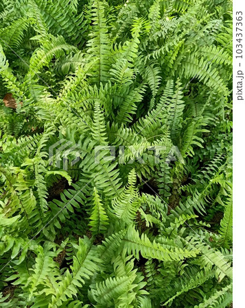 Close up of boston fern plant Close up of boston fern plant 103437363