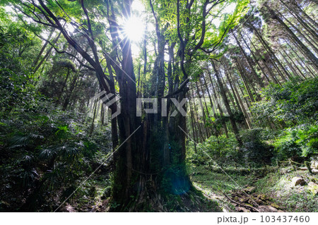 《佐賀県》下会瀬の大カツラ(全国2位の巨木) 《佐賀県》下会瀬の大カツラ(全国2位の巨木) 103437460