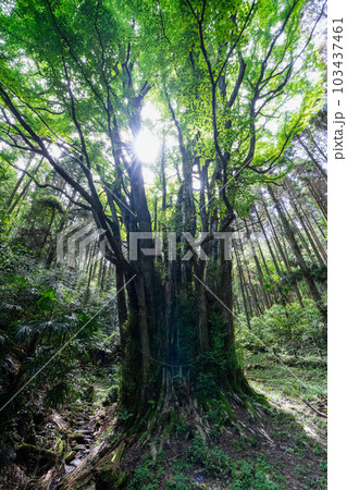《佐賀県》下会瀬の大カツラ（全国2位の巨木） 103437461