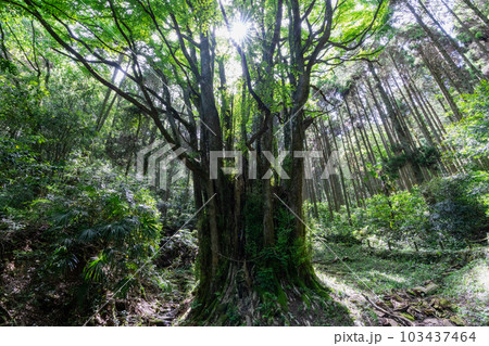 《佐賀県》下会瀬の大カツラ（全国2位の巨木） 103437464