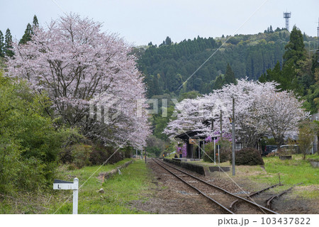桜の肥薩線嘉例川駅 103437822