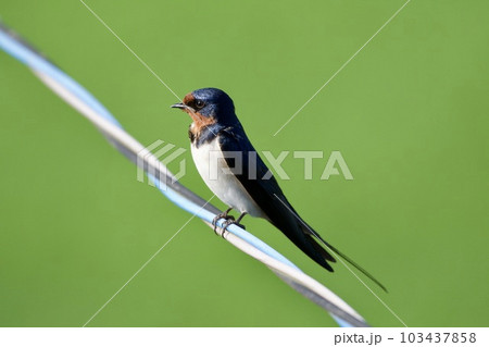 ツバメ swallow / Japan 103437858