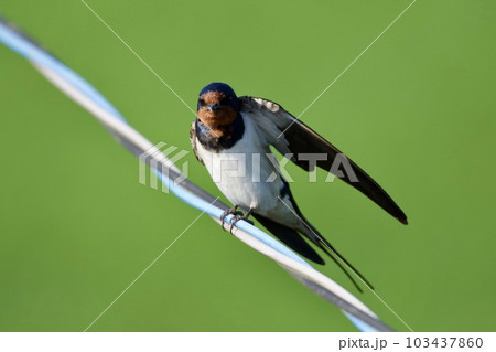 ツバメ swallow / Japan ツバメ swallow / Japan 103437860