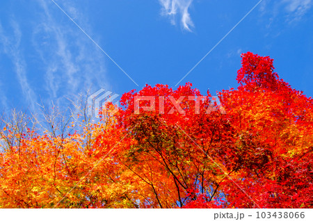 青空と真っ赤に紅葉したモミジ 103438066