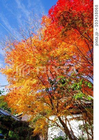 青空と真っ赤に紅葉したモミジ 青空と真っ赤に紅葉したモミジ 103438068