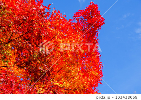 青空と真っ赤に紅葉したモミジ 青空と真っ赤に紅葉したモミジ 103438069