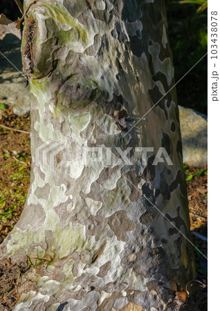 中国原産シロマツの斑模様の樹皮 103438078