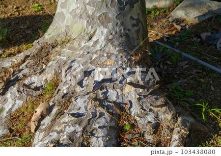 中国原産の常緑高木シロマツの斑模様の樹皮と根元 103438080