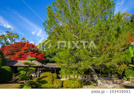 福岡県北九州市にある黄檗宗寺院福聚寺の紅葉 103438081