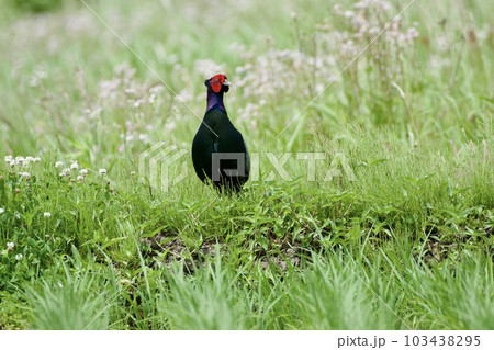 キジ pheasant / Japan キジ pheasant / Japan 103438295