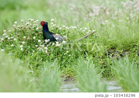 キジ pheasant / Japan キジ pheasant / Japan 103438296
