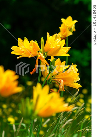 萱草の花 萱草の花 103438408