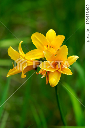 萱草の花 萱草の花 103438409