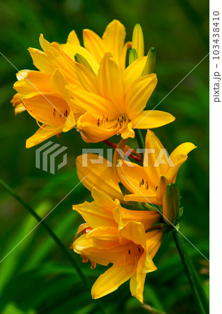 萱草の花 103438410