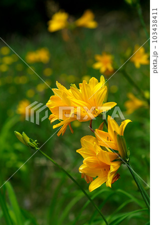 萱草の花 萱草の花 103438411