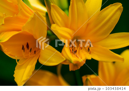 萱草の花 萱草の花 103438414