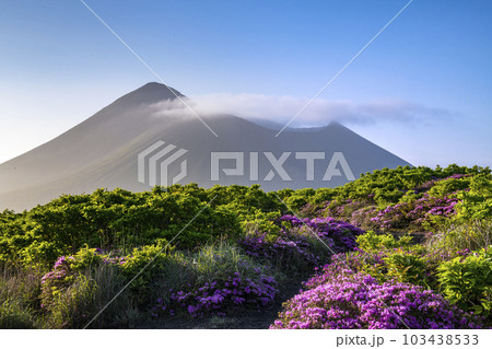 霧島連山のミヤマキリシマ 霧島連山のミヤマキリシマ 103438533