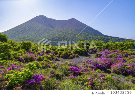 霧島連山のミヤマキリシマ 霧島連山のミヤマキリシマ 103438559