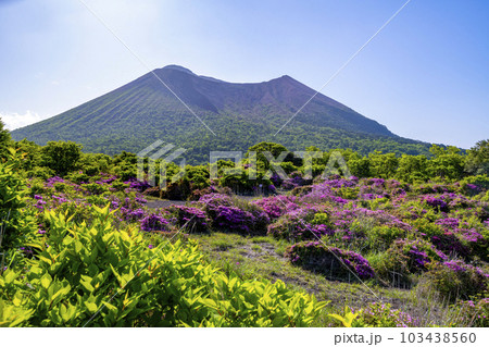 霧島連山のミヤマキリシマ 霧島連山のミヤマキリシマ 103438560