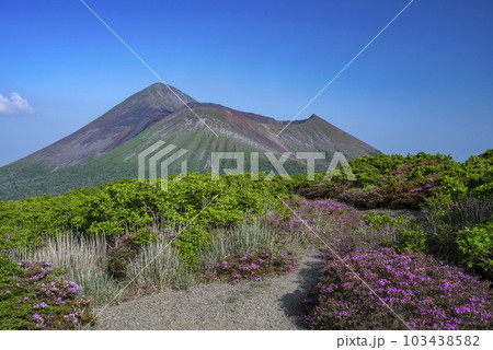霧島連山のミヤマキリシマ 霧島連山のミヤマキリシマ 103438582