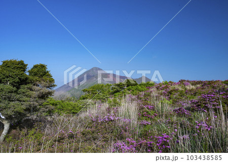 霧島連山のミヤマキリシマ 霧島連山のミヤマキリシマ 103438585