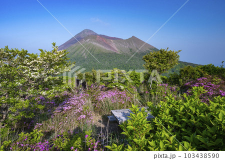 霧島連山のミヤマキリシマ  103438590