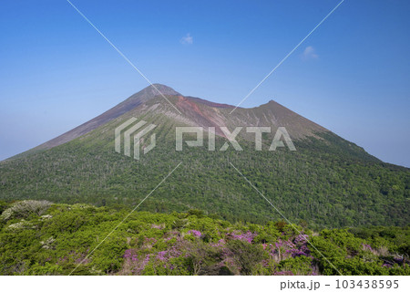 霧島連山のミヤマキリシマ 霧島連山のミヤマキリシマ 103438595