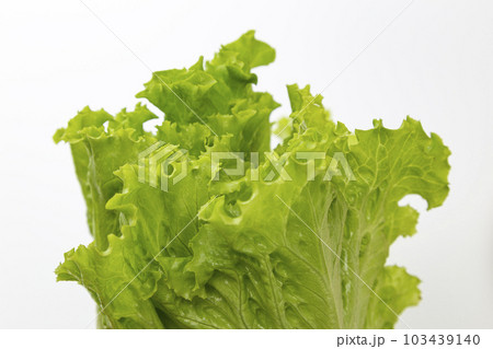 リーフレタス 白バック リーフレタス 白バック 103439140