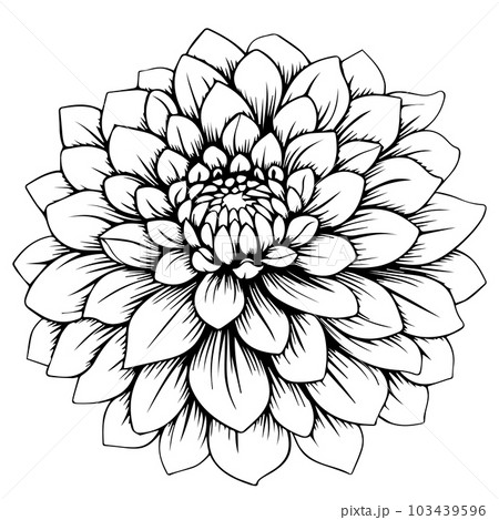 DAHLIA (ダリア) 直筆サイン入り色紙