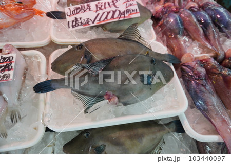 「魚市場(カワハギ)」 「魚市場(カワハギ)」 103440097