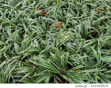 Close up of curly spider plant  103440620