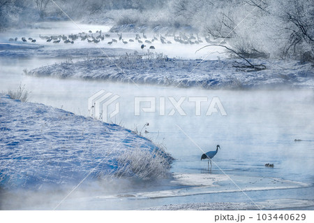 鶴居村雪狸川タンチョウの目覚め 103440629