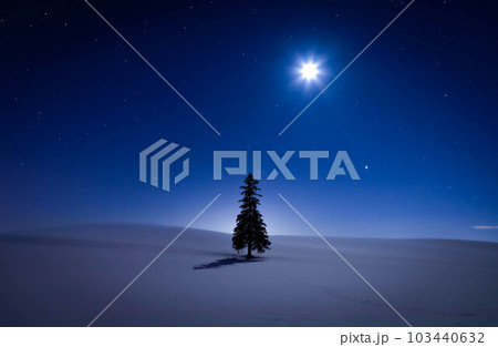 孤高のクリスマスツリーの木厳冬の深夜に聳ゆ 103440632
