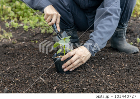 オクラの苗の植え替え 103440727