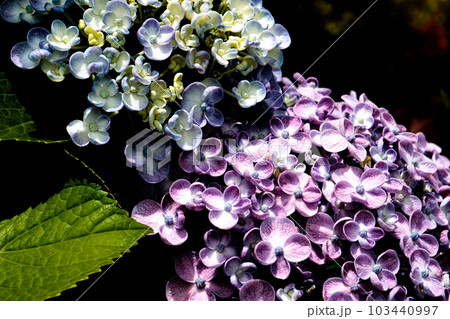 紫陽花 103440997